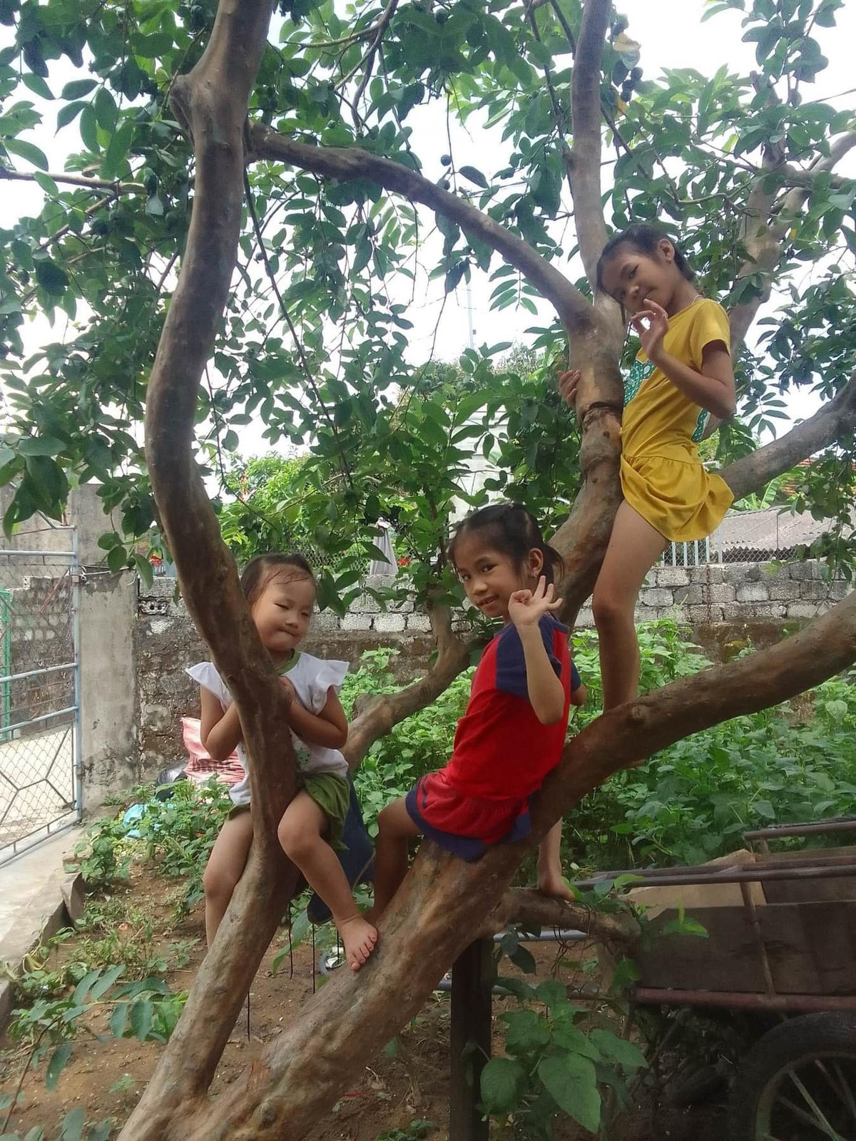 Những đứa cháu nhà ông Khánh Ba đều hào hứng khi được về nhà ông bà ngoại chơi.