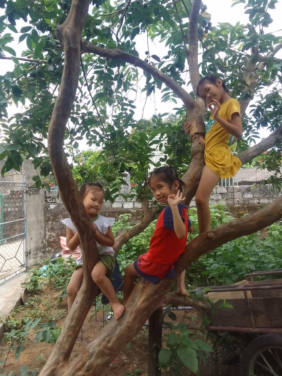 Những đứa cháu nhà ông Khánh Ba đều hào hứng khi được về nhà ông bà ngoại chơi.