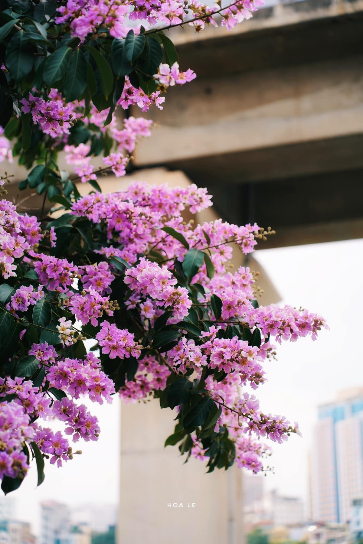 Nhiều người cho rằng, chưa có năm nào mà hoa bằng lăng lại nở rộ đồng đều khắp mọi nơi như năm nay.