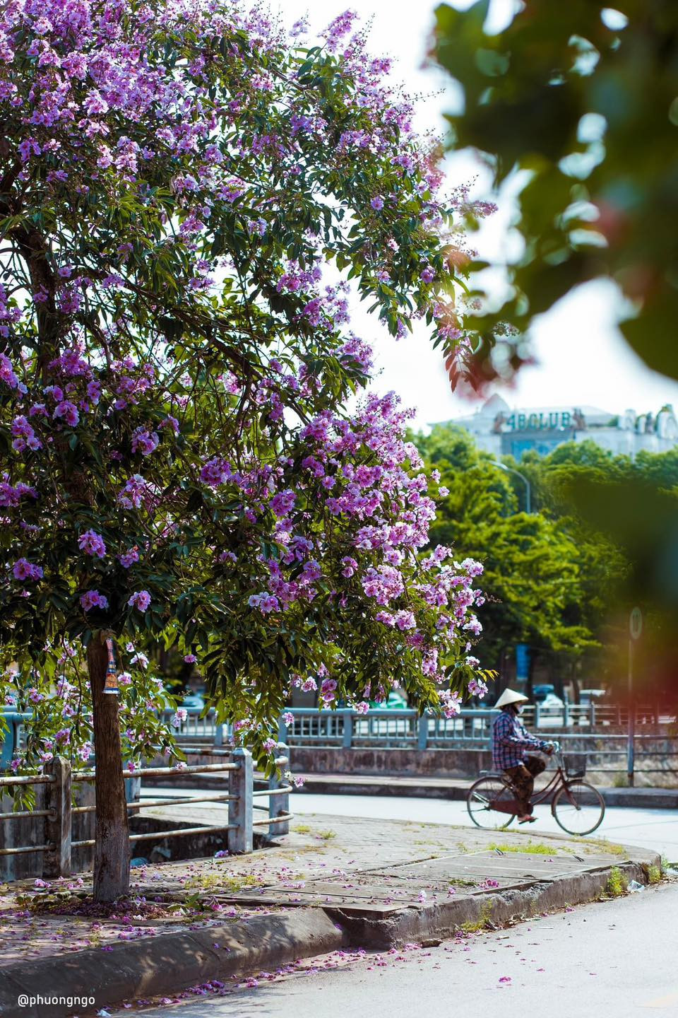 Bằng lăng là loại hoa được nở vào mùa hè, có màu tím biếc. Đây cũng là thời điểm nhiều người yêu thích cái đẹp sẽ thường tản bộ, hoặc cho xe đi chậm lại để chiêm ngưỡng loại hoa đang khoe sắc rực rỡ này.