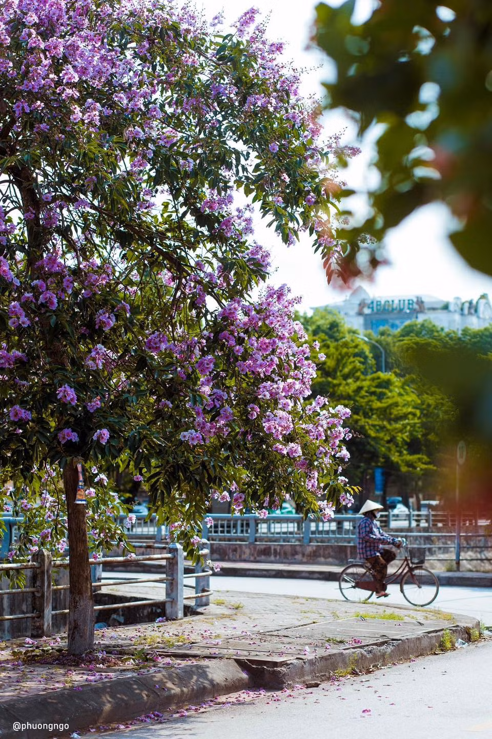 Bằng lăng là loại hoa được nở vào mùa hè, có màu tím biếc. Đây cũng là thời điểm nhiều người yêu thích cái đẹp sẽ thường tản bộ, hoặc cho xe đi chậm lại để chiêm ngưỡng loại hoa đang khoe sắc rực rỡ này.