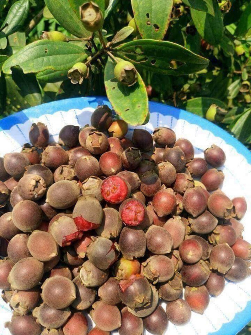 Màu tím quen thuộc của quả sim đã in sâu trong trái tim mỗi người, là ký ức ngọt ngào của tuổi thơ. Dù ở nơi thành thị hay vùng quê xa xôi, những đồi sim tím là biểu tượng của những ngày hè đầy hứng khởi. Quả sim chín với màu tím đậm, vỏ mỏng, khi ăn có hương vị ngọt ngào và mùi thơm đặc trưng.