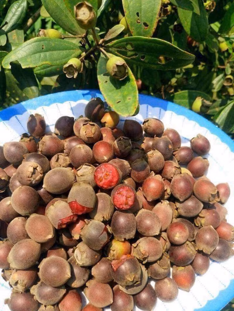 Màu tím quen thuộc của quả sim đã in sâu trong trái tim mỗi người, là ký ức ngọt ngào của tuổi thơ. Dù ở nơi thành thị hay vùng quê xa xôi, những đồi sim tím là biểu tượng của những ngày hè đầy hứng khởi. Quả sim chín với màu tím đậm, vỏ mỏng, khi ăn có hương vị ngọt ngào và mùi thơm đặc trưng.