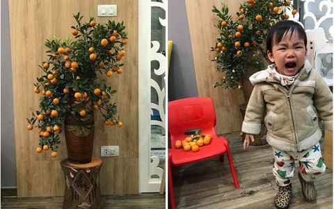 Thấy bố mẹ mua cây quất, em bé "có ý thức" hái hết quả để gia đình nấu ăn, làm mứt, thế mà bố mẹ lại mắng cho khóc nhè.