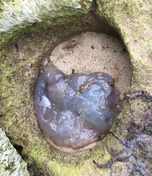 Một số hình ảnh khác của những người bắt gặp "quái vật sứa":