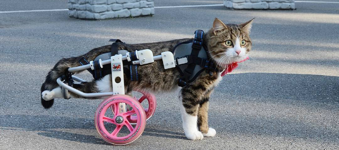 Rexie, chú mèo khuyết tật cả hai chân sau là một cái tên không hề xa lạ đối với hội yêu mèo cưng. Việc hai chân bị liệt khiến chú mèo này buộc phải sử dụng dụng cụ hỗ trợ.