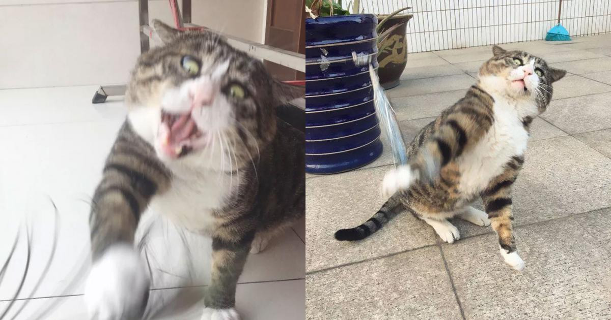 A Phì rất thích nghịch đồ chơi lông vũ, và dĩ nhiên trong thời gian giải trí, mặt của chú mèo này cũng có biểu cảm cực hài.