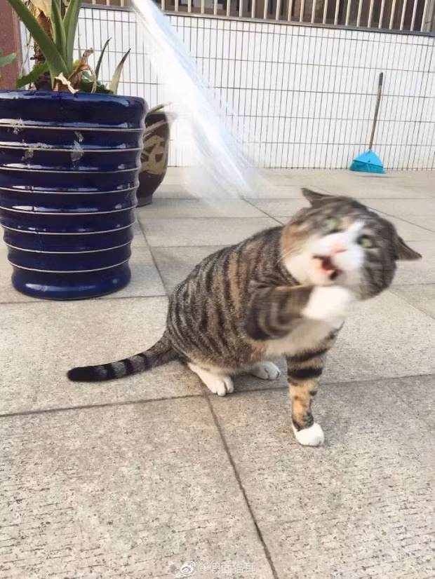 Đôi mắt mở trừng trừng, khuôn mặt luôn trong trạng thái hoảng hốt, giật mình của A Phì khiến ai nấy đều phải bật cười. Đây là chú mèo rất quen mặt với dân mạng thế giới bởi hình ảnh của chú ta thường xuyên bị mang ra làm meme.