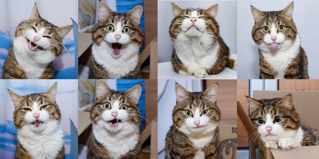 1001 biểu cảm của Rexie khiến hội yêu mèo phát cuồng.