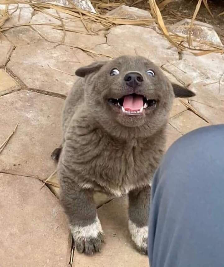 Không chỉ nổi tiếng trên mạng xã hội Việt Nam, chú chó tên Dúi này còn rất được lòng dân mạng Trung Quốc, một số các diễn đàn nổi tiếng của nước ngoài như 9GAG cũng thích thú với biểu cảm hài hước của thú cưng này. Hiện tại, Dúi còn được biết đến với vai trò... mẫu ảnh.