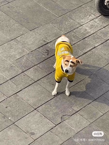 Chủ sắm cho đôi lông mày mới "hết nước chấm".