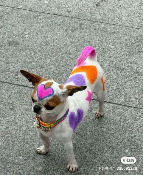 Trông giao diện thì hổ báo nhưng tâm hồn lại khá mong manh, gặp người lạ cho xúc xích là theo về nhà.