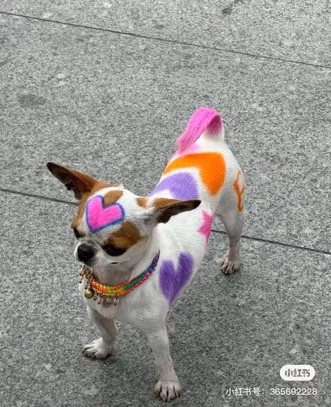 Trông giao diện thì hổ báo nhưng tâm hồn lại khá mong manh, gặp người lạ cho xúc xích là theo về nhà.