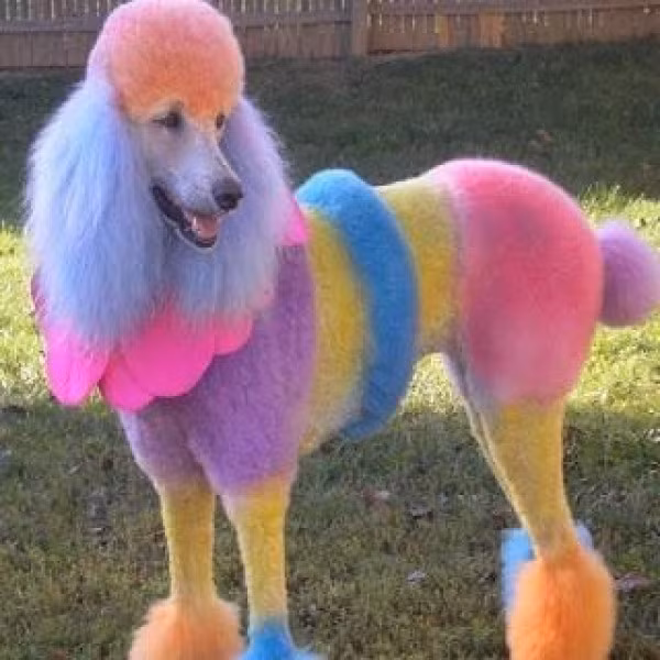 Khi chủ là người sôi nổi, hướng ngoại thì đây là ngoại hình của cún cưng.