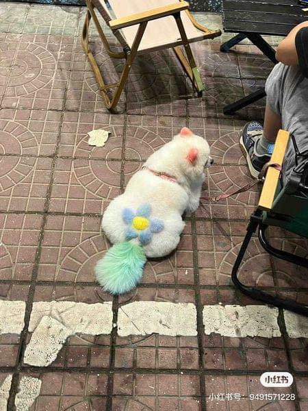 Ý tưởng nhuộm lông cho thú cưng với chủ đề: "Dệt hoa lên gấm".