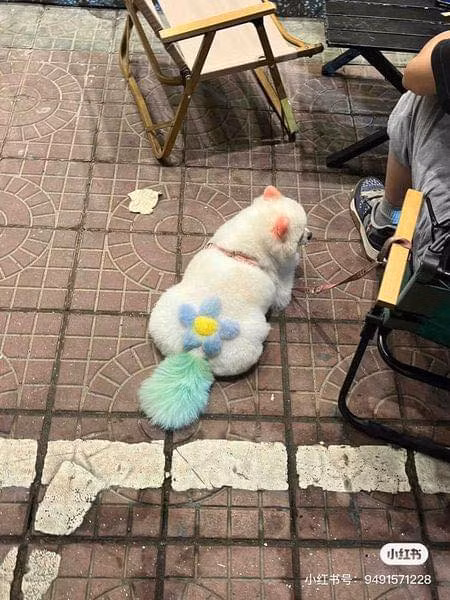 Ý tưởng nhuộm lông cho thú cưng với chủ đề: "Dệt hoa lên gấm".