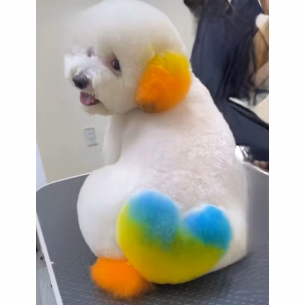 Nhìn hình ảnh này, nhiều người yêu chó đều phải tan chảy vì quá đáng yêu.