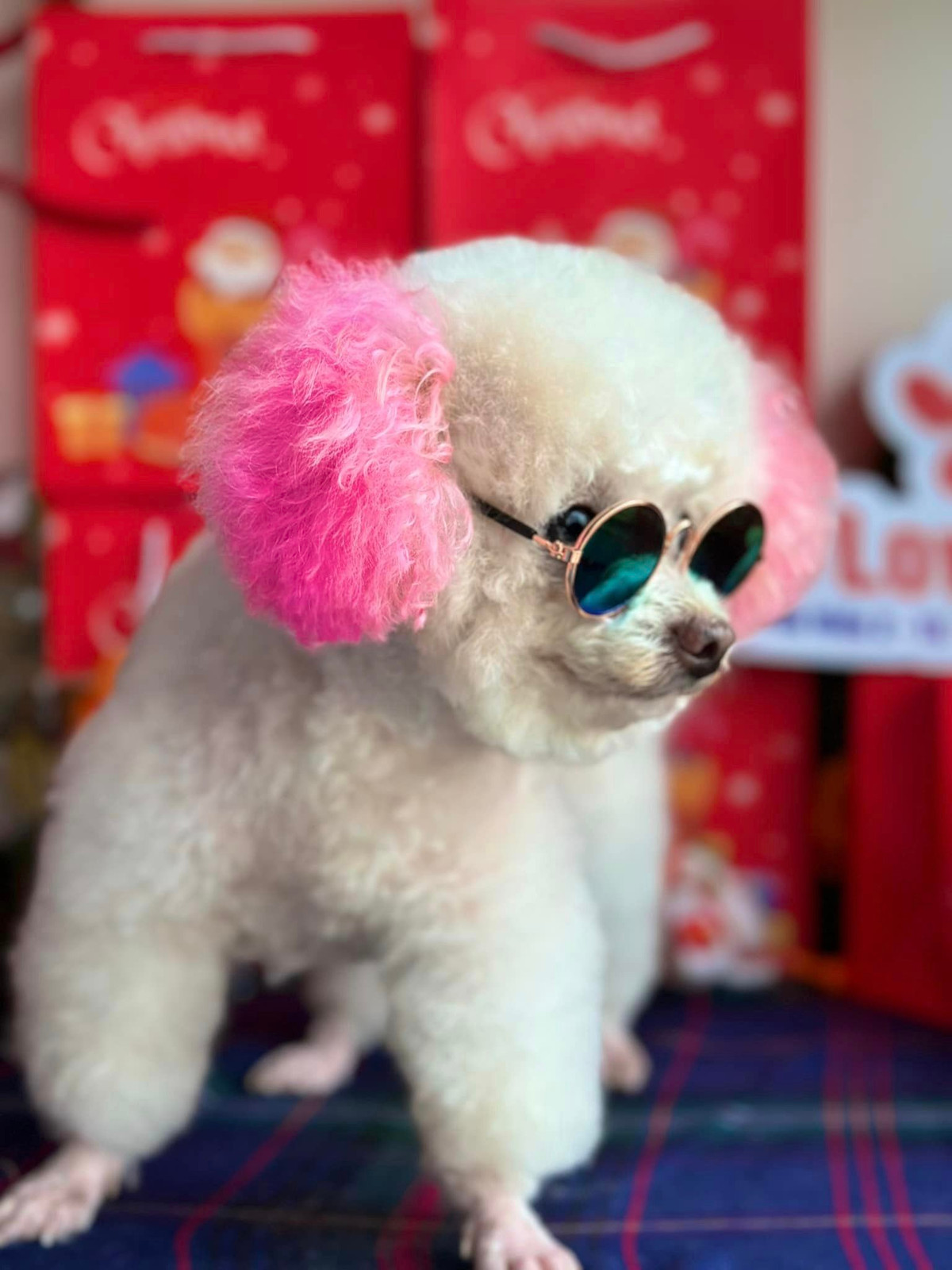 Bé cún cưng siêu đáng yêu với phần lông tai được nhuộm hồng.