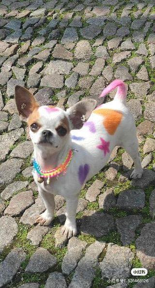 Chú cún cưng này với màu lông đặc biệt thu hút rất nhiều sự chú ý theo từng bước chân khi được chủ dắt đi dạo.