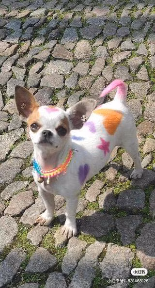 Chú cún cưng này với màu lông đặc biệt thu hút rất nhiều sự chú ý theo từng bước chân khi được chủ dắt đi dạo.