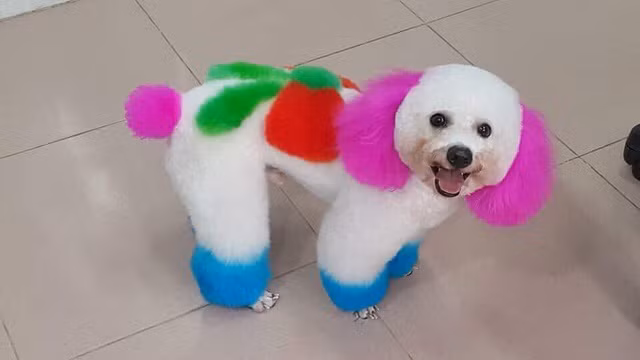 Mang giao diện này ra đường thì chắc chắn được nhiều người vây quanh chả khác gì minh tinh.