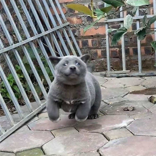 "Bọn mình mới chỉ lập fanpage cho Dúi có vài ngày thôi mà đã được 40.000 lượt like rồi. Hiện tại khắp nơi, cả Việt Nam lẫn thế giới đều liên lạc để tìm hiểu về Dúi" - Chủ nhân của chú chó chia sẻ về sức "công phá" kinh khủng.