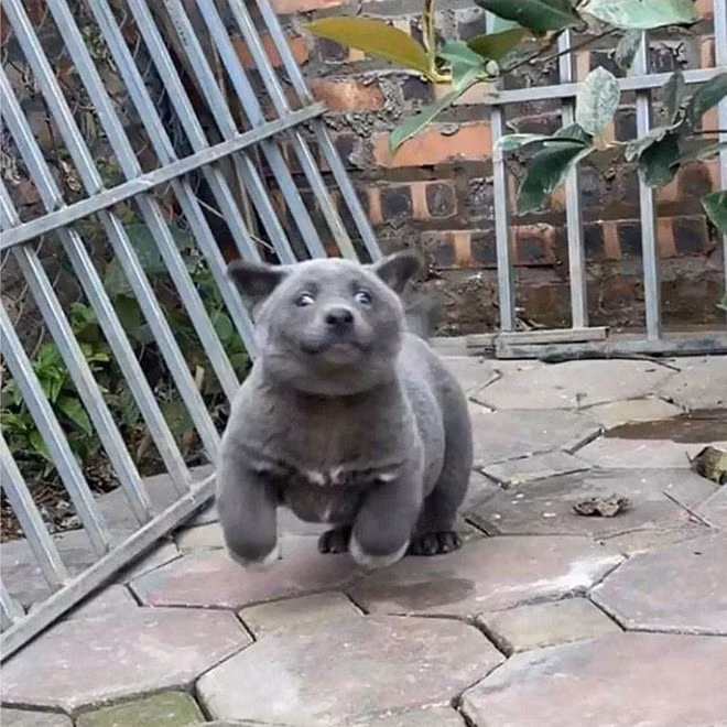 "Bọn mình mới chỉ lập fanpage cho Dúi có vài ngày thôi mà đã được 40.000 lượt like rồi. Hiện tại khắp nơi, cả Việt Nam lẫn thế giới đều liên lạc để tìm hiểu về Dúi" - Chủ nhân của chú chó chia sẻ về sức "công phá" kinh khủng.