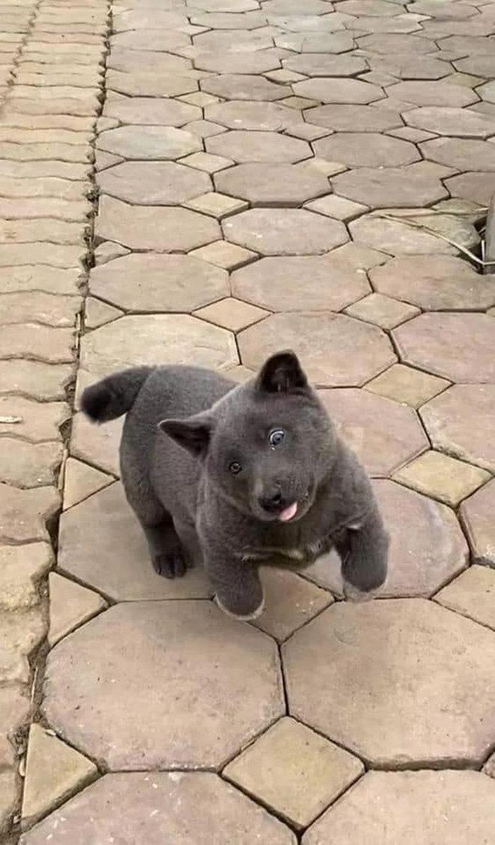 Với ngoại hình vô cùng kỳ lạ cùng màu lông xám, nhiều người còn cho rằng rất có thể, Dúi là kết quả lai giữa chó và mèo.