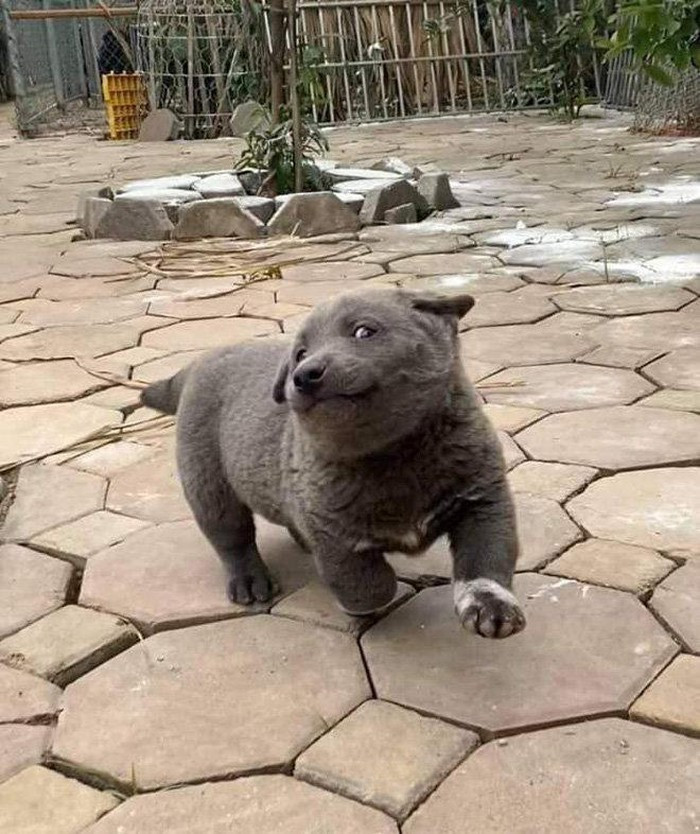 Với biểu cảm vênh váo cực kỳ đáng yêu của mình, Nguyễn Văn Dúi đang sở hữu một lượng fan vô cùng hùng hậu trên mạng xã hội. "Nhìn cái gì nhiều cũng thấy chán mà riêng con này nhìn đi nhìn lại vẫn thấy buồn cười là sao nhỉ?", "Khi bạn muốn làm diễn viên hài nhưng số phận đưa đẩy bắt bạn làm chó" - Người dùng mạng hài hước bình luận về chú chó tên Dúi.