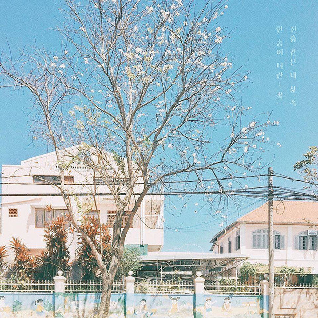 Hoa ban là loài hoa tưởng chỉ có riêng trên vùng Tây Bắc, thế mà mới đây, nhiều khách du lịch bỗng dưng phát hiện tại Đà Lạt cũng có những cây hoa ban rập bông trắng trời. Ảnh: voucherdanang