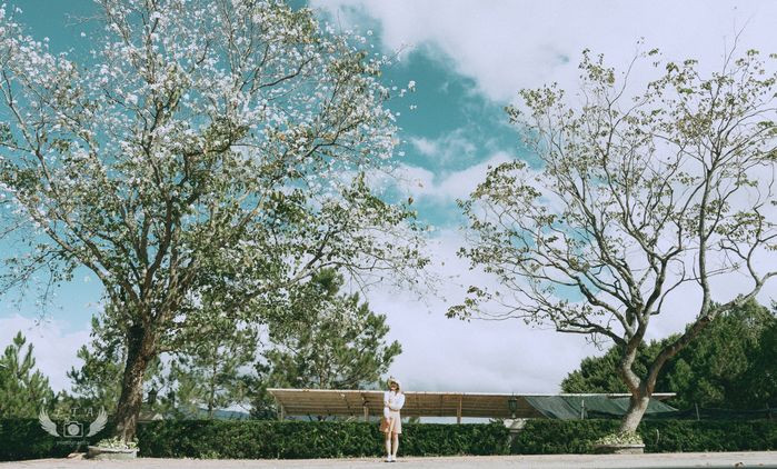 Hình ảnh những cây hoa ban trắng tại Đà Lạt làm nhiều người liên tưởng tới bộ phim truyền hình Nhật Bản, khi nhân vật chính đứng dưới tán cây hoa anh đào. Ảnh: Lưu Thái Anh