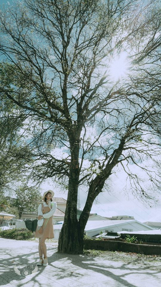 Vậy là bên cạnh vườn hoa cẩm tú cầu, tiệm bánh Cối xay gió,...đến Đà Lạt lại có thêm địa điểm chụp ảnh đẹp như mơ mới. Ảnh: Lưu Thái Anh