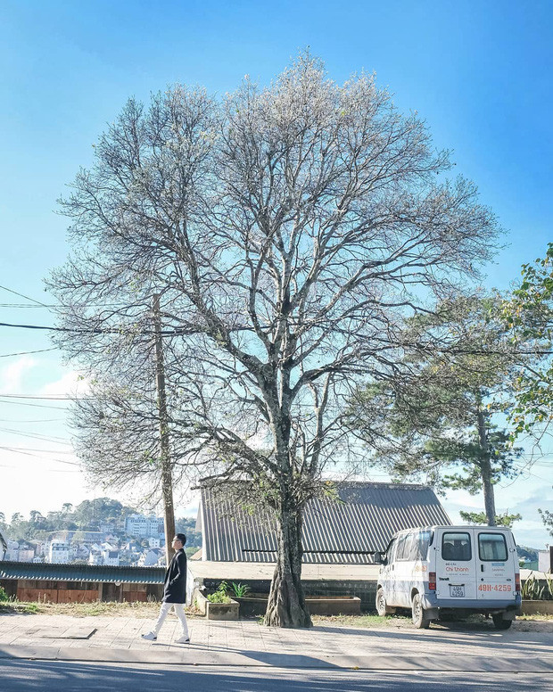 Những cây hoa ban cao lớn nằm rải rác khắp thành phố Đà Lạt, số lượng lơn mà cũng chưa có nhiều người phát hiện nên đảm bảo chụp đến bao giờ chán thì thôi chứ không hề có cảnh xếp hàng chờ check-in như nhiều địa điểm khác đâu nha. Ảnh: imbao_leo