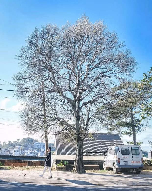 Những cây hoa ban cao lớn nằm rải rác khắp thành phố Đà Lạt, số lượng lơn mà cũng chưa có nhiều người phát hiện nên đảm bảo chụp đến bao giờ chán thì thôi chứ không hề có cảnh xếp hàng chờ check-in như nhiều địa điểm khác đâu nha. Ảnh: imbao_leo