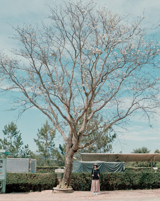 Đường Trần Phú là con đường nhiều hoa nhất khi chỉ dài 1,5km nhưng có hàng chục bóng cây, hoa nở trắng cả một vùng trời. Tuy nhiên tại đây cũng đông hơn các nơi khác một chút nên muốn có góc sống ảo đẹp thì phải căn khung hình kỹ. Ảnh: heo_ham_an