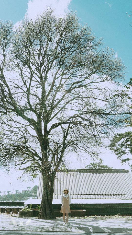 Với sắc trời xanh trong vốn có của Đà Lạt, màu hoa trắng tinh của hoa ban, bạn chỉ cần chỉnh sửa ảnh sang tông màu trắng sáng một chút là có một bức hình ngàn like. Ảnh: Lưu Thái Anh