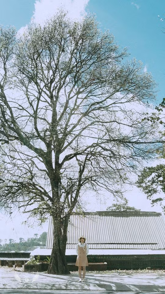 Với sắc trời xanh trong vốn có của Đà Lạt, màu hoa trắng tinh của hoa ban, bạn chỉ cần chỉnh sửa ảnh sang tông màu trắng sáng một chút là có một bức hình ngàn like. Ảnh: Lưu Thái Anh