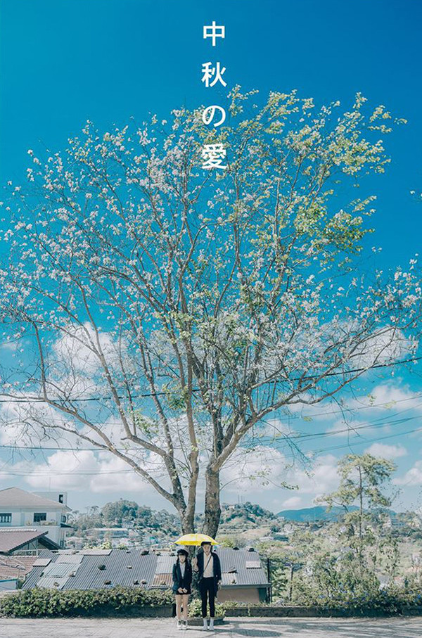 Hoa ban thường nở vào khoảng từ tháng 12 cho đến tháng 1, thế nên nếu có thể, hãy tranh thủ xách vali lên và du lịch Đà Lạt ngay thôi trước khi hoa tàn. Ảnh: Nguyễn Thế Vinh