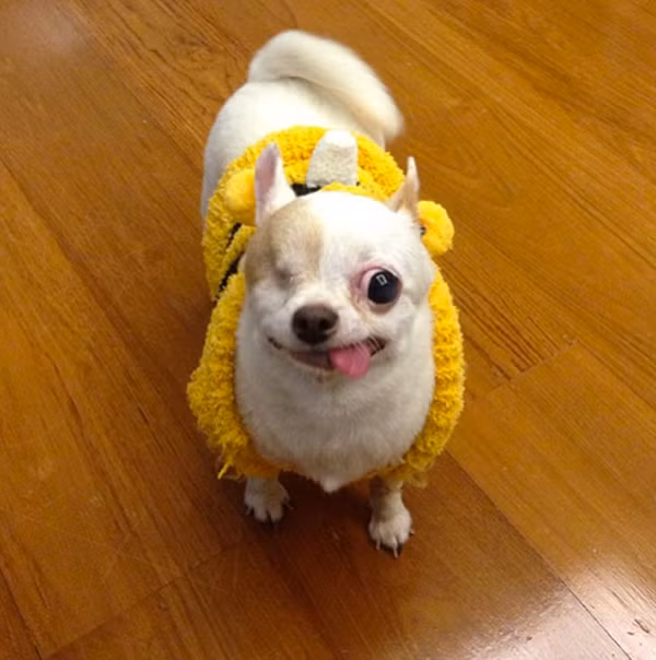 Yogurt là một con chó Chihuahua 8 tuổi ở Bangkok, Thái Lan. Sinh ra với khiếm khuyết chỉ có một mắt và chiếc lưỡi luôn thò ra, Yogurt còn có biệt danh là "cướp biển". Vui vẻ sống với khuyết điểm của mình, cô nàng cướp biển sở hữu 116.000 lượt người theo dõi trên Instagram.