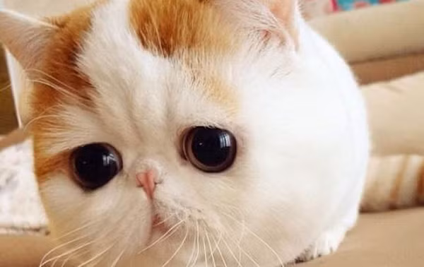 Snoopy Babe, một chàng mèo nổi tiếng với khuôn mặt bẹt và thân hình đáng yêu như một cục bông mềm mại cùng đôi mắt to tròn cực đáng yêu. Snoopy Babe đang sống ở Trung Quốc và cũng cực kỳ được hâm mộ trên mạng xã hội.