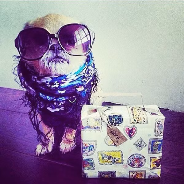 The Rich Dogs - Một tài khoản Instagram chuyên sưu tập những hình ảnh của các con chó nhà giàu sở hữu xe riêng, phòng riêng, người giúp việc riêng cùng những món đồ hiệu có giá trên trời.