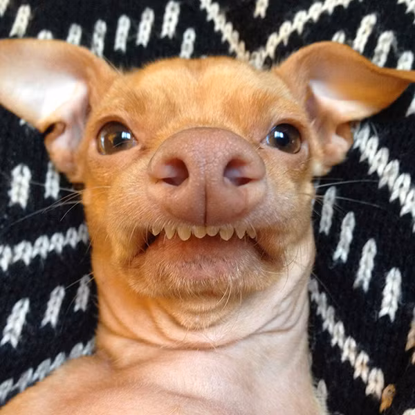 Những động vật đáng yêu này thu hút sự chú ý của hàng trăm ngàn người trên Instagram. Tuna, chú chó khiếm khuyết hàm tưởng như có số phận bi kịch khi bị bỏ rơi ở vệ đường San Diego nhưng may mắn, nó đã được chủ nhân Courtney Dasher tìm thấy và che chở. Lúc đầu, Courtney chỉ định giữ con vật một thời gian ngắn nhưng Tuna quá dễ thương và ngọt ngào, làm tan chảy trái tim của người chủ mới. Giờ đây, Tuna đã có 1,3 triệu người theo dõi cuộc sống hàng ngày của mình trên Instagram.