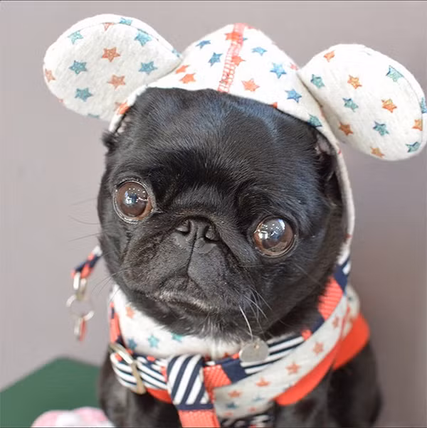 Niku, một chú chó thuộc giống chó Pug, hiện đang sống ở Nhật. Niku nổi tiếng bởi chưa bao giờ mặc lại bất cứ bộ quần áo nào khi chụp ảnh.