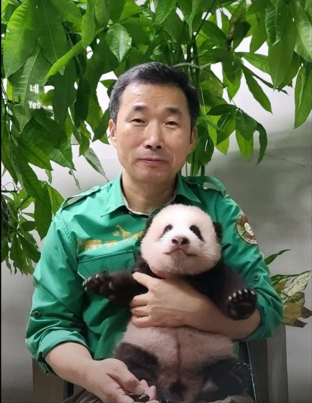 Là chú gấu trúc đầu tiên được sinh ra ở Hàn Quốc, Fubao nổi danh trong giới pandabiz với danh xưng "công chúa nhà tài phiệt" khi được tập đoàn Samsung tài trợ toàn bộ, sống trong môi trường thoải mái và có người chăm sóc rất kỹ.