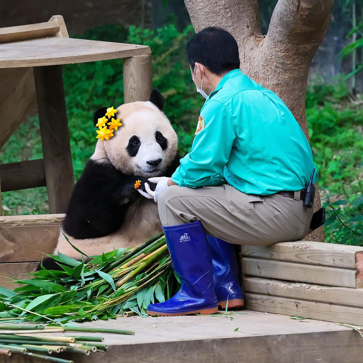 Độ nổi tiếng của Fubao đã vượt xa khỏi Hàn Quốc và giúp "đỉnh lưu mắt thâm" này có những điều đặc biệt khiến các fan phải bất ngờ.