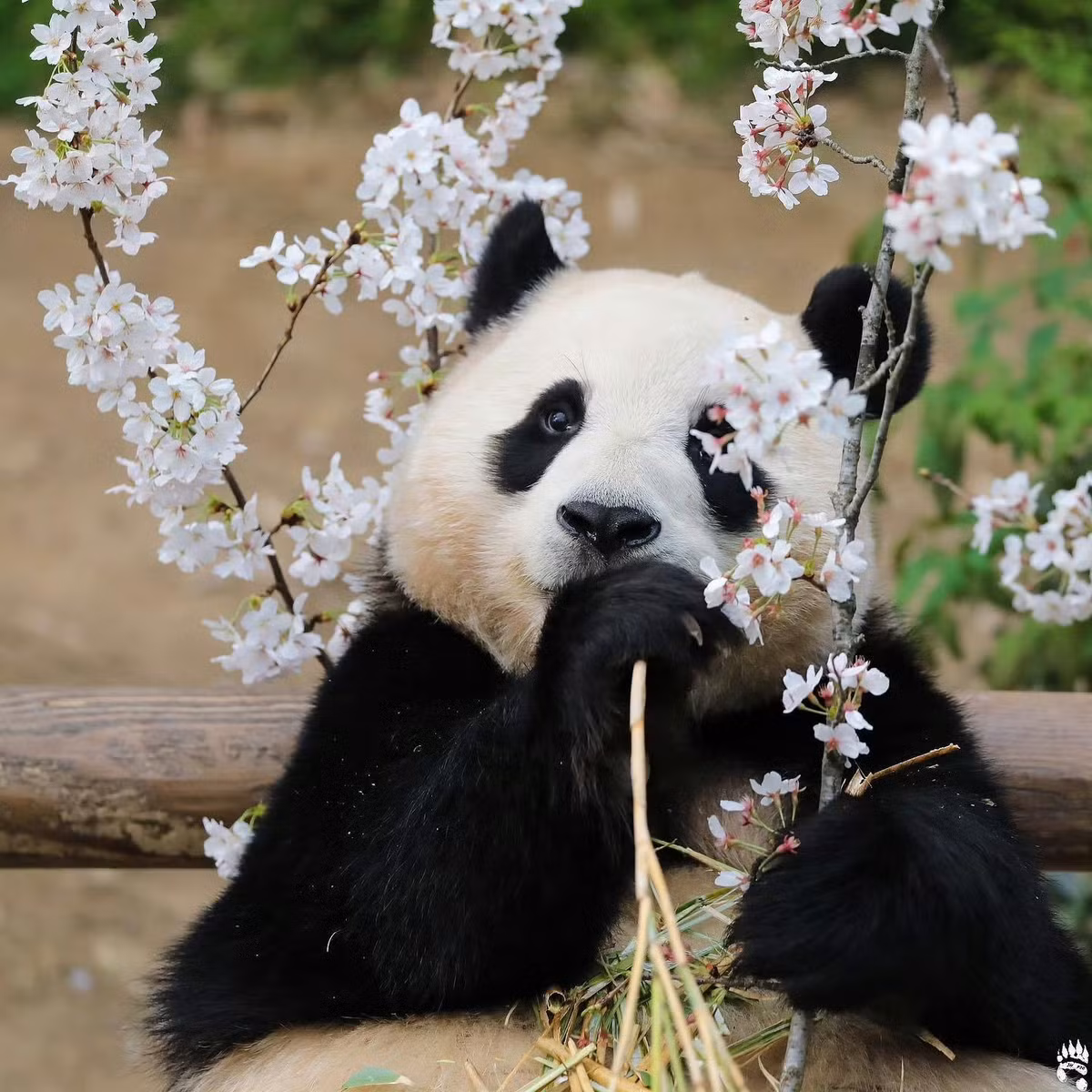 Ngoài ra, Fubao còn sở hữu bộ sưu tập goods riêng, gồm sticker, ring điện thoại, áo thun, ly, thẻ T-Money (thẻ thanh toán dịch vụ giao thông công cộng ở Hàn Quốc),...