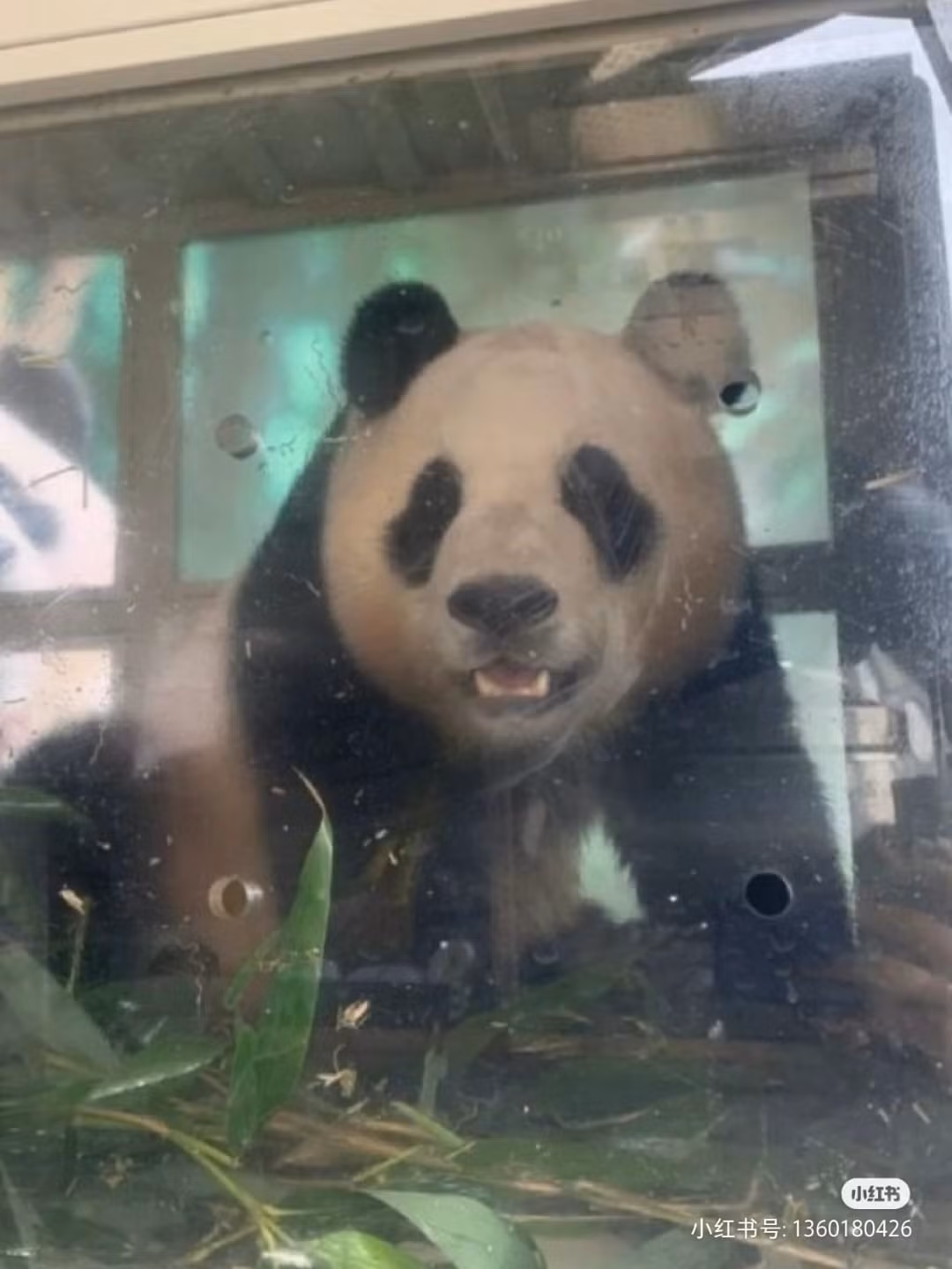 Chú gấu trúc Fubao có vẻ vẫn ngơ ngác và chưa hiểu chuyện gì xảy ra trong ngày được chuyển về Trung Quốc.