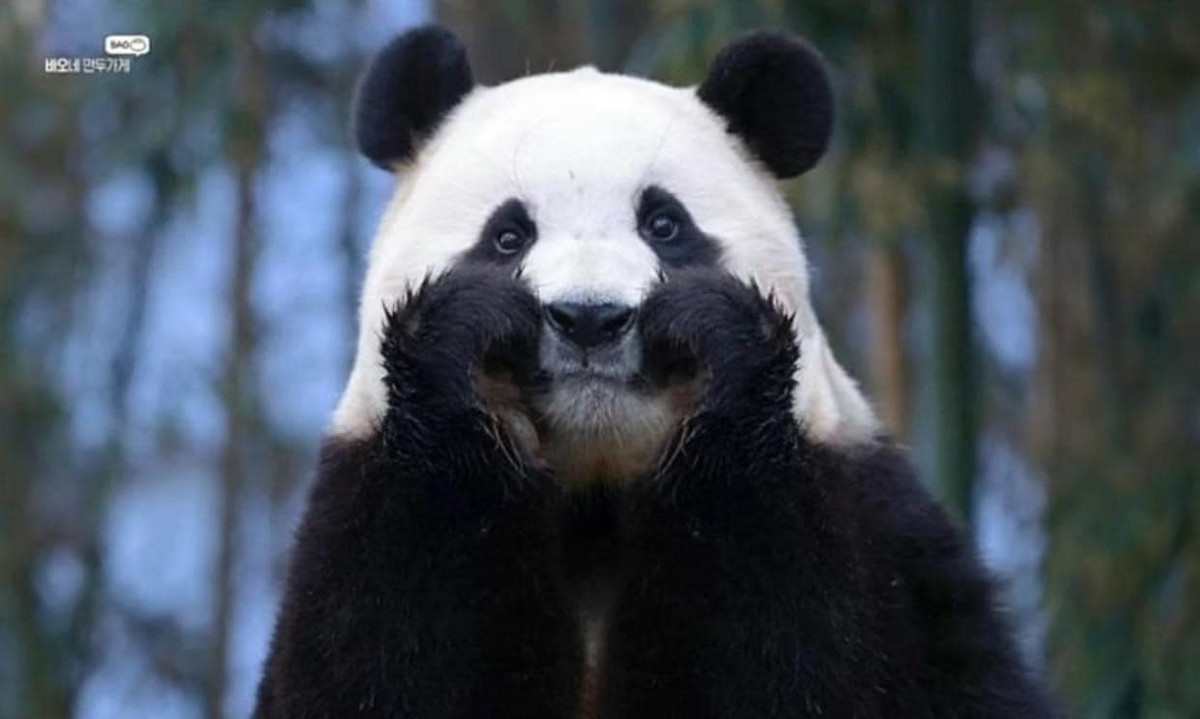 Đầu tháng 2/2024, Fubao được vinh dự trở thành "công dân danh dự đặc biệt" của thành phố Yongin, tỉnh Gyeonggi (Hàn Quốc).