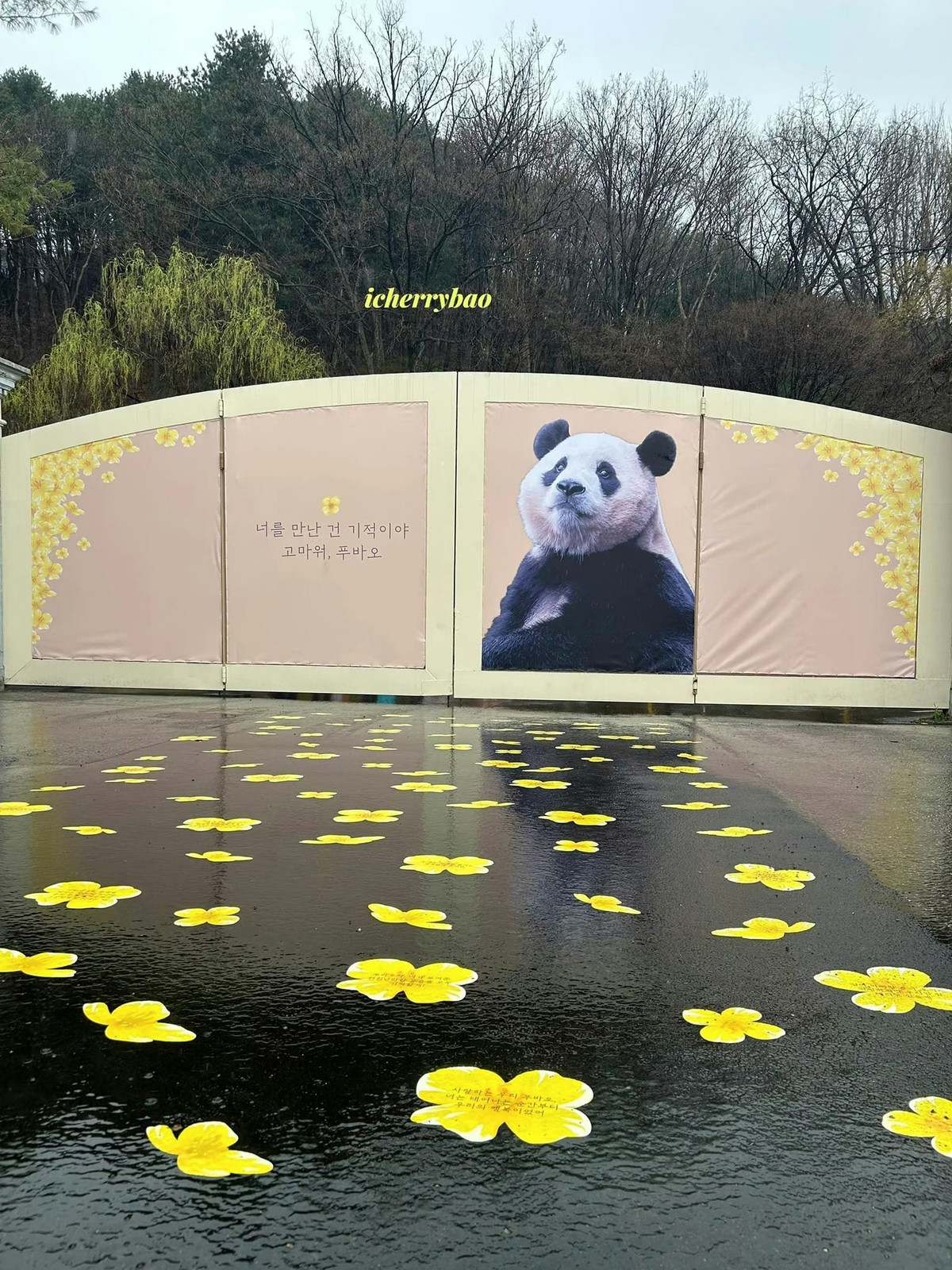 Everland đã chuẩn bị sẵn con đường hoa cải dầu cho Fubao,thậm chí còn viết lời chúc phúc trên những bông hoa cải dầu, xe của Fubao sẽ dừng ở đây, người hâm mộ sẽ cổ vũ cho Fubao trên con đường hoa cải dầu.