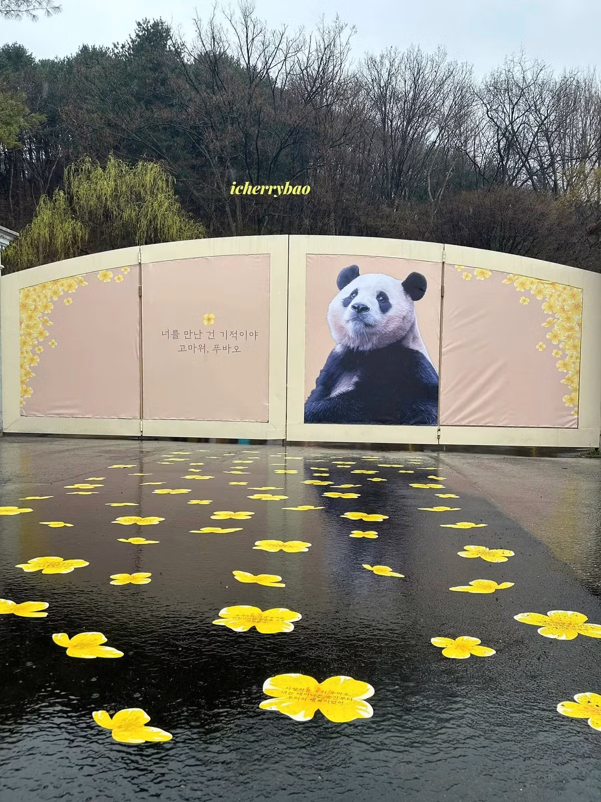 Everland đã chuẩn bị sẵn con đường hoa cải dầu cho Fubao,thậm chí còn viết lời chúc phúc trên những bông hoa cải dầu, xe của Fubao sẽ dừng ở đây, người hâm mộ sẽ cổ vũ cho Fubao trên con đường hoa cải dầu.